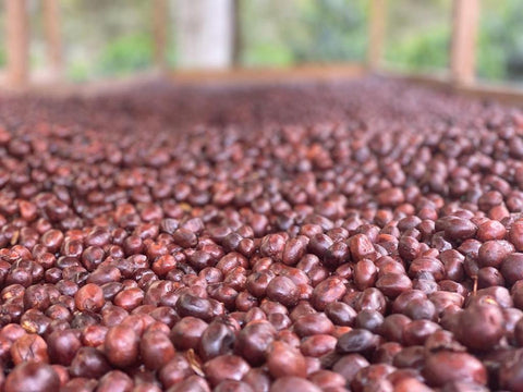 Ecuador -Typica Mejorado Double Fermentation Washed - Finca Soledad