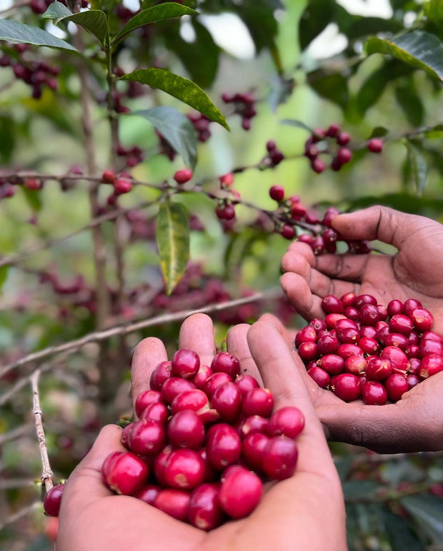 Ethiopia 🇪🇹 (Fruity Blend) - Kizuna Roaster & Co.