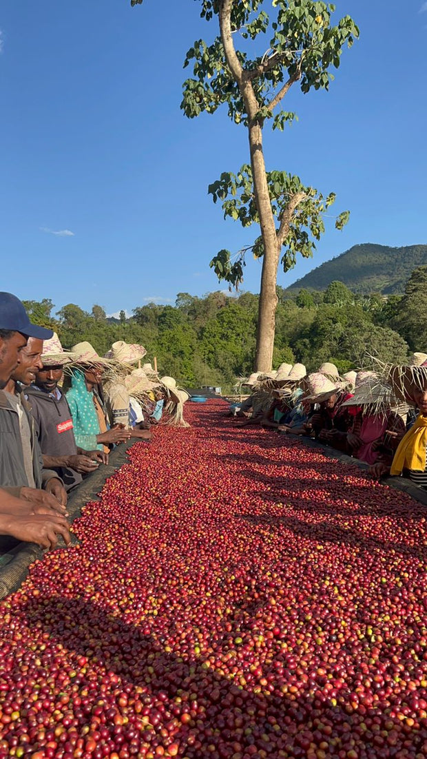 Ethiopia 🇪🇹 (Fruity Blend) - Kizuna Roaster & Co.